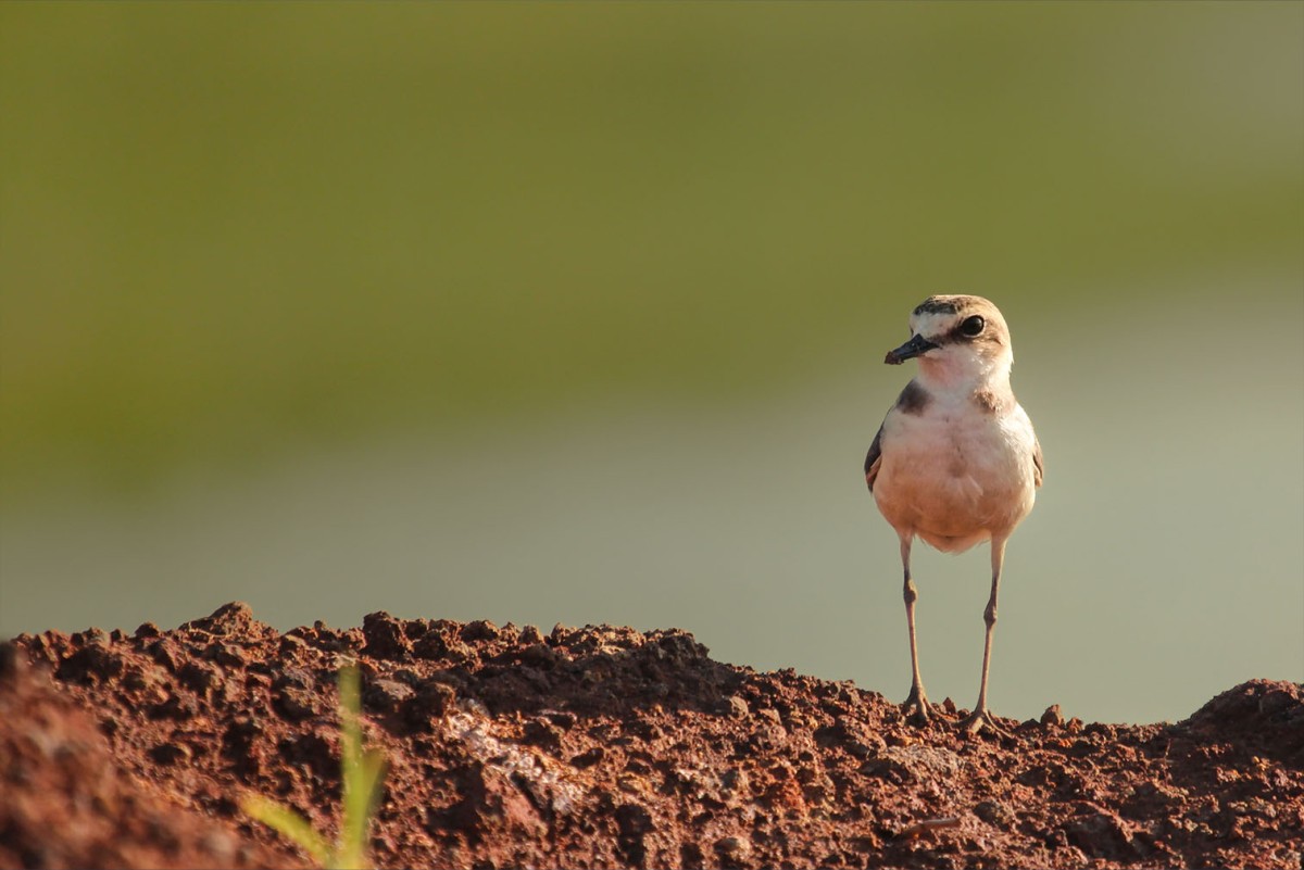 JAVAN PLOVER